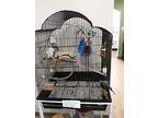 Lilly & Skye, Parakeet - Other For Adoption In Pottstown, Pennsylvania