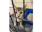 Marvin, Domestic Shorthair For Adoption In Las Vegas, Nevada
