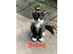 Brody, Domestic Shorthair For Adoption In Lafayette, Colorado