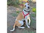 Legacy, Terrier (unknown Type, Medium) For Adoption In Walnut Creek, California