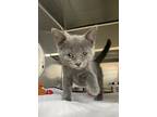 Sephora, Domestic Shorthair For Adoption In Cornwall, Ontario