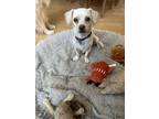 Santana, Dachshund For Adoption In San Diego, California