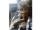 Stormy Sc, Domestic Shorthair For Adoption In San Angelo, Texas