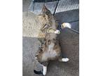 Lightning Sc, Domestic Shorthair For Adoption In San Angelo, Texas