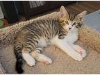 Lorenzo, Domestic Shorthair For Adoption In Green Valley, Arizona