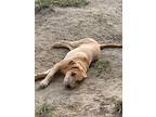 Beau, Labrador Retriever For Adoption In Berkley, Michigan