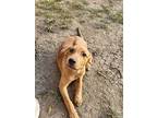 Rambo, Labrador Retriever For Adoption In Berkley, Michigan