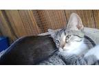 Naomi, Domestic Shorthair For Adoption In York, Pennsylvania