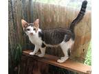 Darby, Domestic Shorthair For Adoption In Mooresville, North Carolina