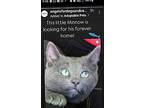 Minnow, Russian Blue For Adoption In San Diego, California