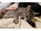 Reese's Pieces, Domestic Shorthair For Adoption In Oak Ridge, Tennessee