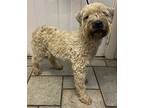Durum Wheat Deandre, Wheaten Terrier For Adoption In Mishawaka, Indiana