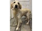 Amber Waves Eden, Golden Retriever For Adoption In Mishawaka, Indiana