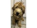Durum Wheat Dusty, Wheaten Terrier For Adoption In Mishawaka, Indiana
