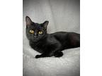 Obsidian, Domestic Shorthair For Adoption In Greensboro, North Carolina