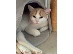 Miss Daisy, Domestic Shorthair For Adoption In Markham, Ontario