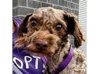 Pixie, Jack Russell Terrier For Adoption In Vail, Arizona