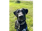 Enzo, Labrador Retriever For Adoption In Richmond, British Columbia