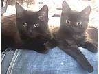 Teenie Pending, Domestic Shorthair For Adoption In Manahawkin, New Jersey