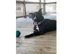 Bug, Labrador Retriever For Adoption In Newton, Texas