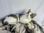 Sheldon, Domestic Shorthair For Adoption In St Augustine, Florida