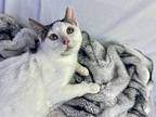 Catniss, Domestic Shorthair For Adoption In St Augustine, Florida
