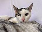 Penny, Domestic Shorthair For Adoption In St Augustine, Florida