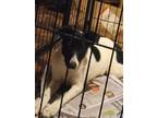 Border Collie Puppies