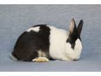 Adopt Lucky a Dutch / Mixed (short coat) rabbit in Scotts Valley, CA (31827870)
