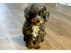 Toby