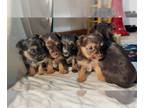 Havashire-Yorkshire Terrier Mix PUPPY FOR SALE ADN-844362 - Yorkie