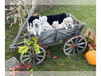 English Cream Golden Retriever PUPPY FOR SALE ADN-844351 - Breath Taking Golden