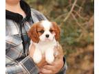 Cavalier King Charles Spaniel PUPPY FOR SALE ADN-844299 - Cavalier King Charles