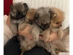 Pomeranian PUPPY FOR SALE ADN-844326 - New Teacup Pomeranians with Teddy Bear
