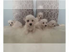 Bichon Frise PUPPY FOR SALE ADN-844319 - 4 girls 1 boy