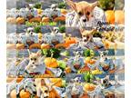 American Corgi PUPPY FOR SALE ADN-844314 - Woodbury Family Farms Corgis