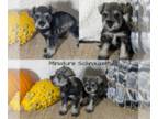 Schnauzer (Miniature) PUPPY FOR SALE ADN-844305 - MINI SCHNAUZER PUPS BORN SEP