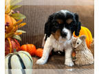 Cavalier King Charles Spaniel PUPPY FOR SALE ADN-844215 - Royal Cavalier King