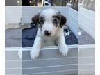 Border Collie PUPPY FOR SALE ADN-844212 - Lil Guy