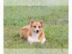 Pembroke Welsh Corgi PUPPY FOR SALE ADN-844176 - Pembroke Welch Corgis