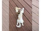 ShihPoo PUPPY FOR SALE ADN-844327 - Female ShihPoo
