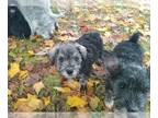 Schnauzer (Miniature) PUPPY FOR SALE ADN-844311 - Miniature schnauzer puppies