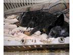 Australian Cattle Dog PUPPY FOR SALE ADN-844223 - Purebred Australian Cattle Dog