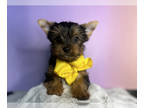 Yorkshire Terrier PUPPY FOR SALE ADN-844343 - Puppy Boutique