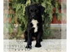 Bossi-Poo PUPPY FOR SALE ADN-844337 - F1 Bossi poo