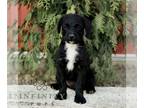 Bossi-Poo PUPPY FOR SALE ADN-844336 - F1 Bossi poo
