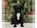 Bossi-Poo PUPPY FOR SALE ADN-844335 - F1 Bossi poo