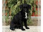 Bossi-Poo PUPPY FOR SALE ADN-844334 - F1 Bossi poo