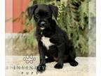 Bossi-Poo PUPPY FOR SALE ADN-844332 - F1 Bossi poo
