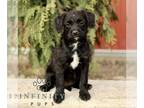 Bossi-Poo PUPPY FOR SALE ADN-844331 - F1 Bossi poo